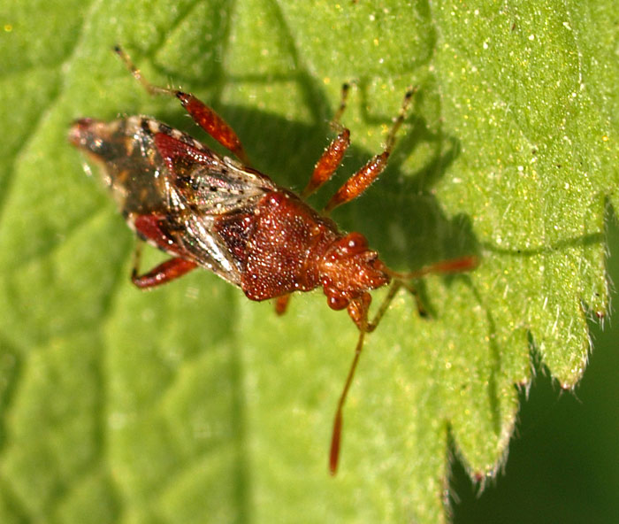 Hellbraune Glasflügelwanze, Rhopalus subrufus Hellbraune Glasflügelwanze, Rhopalus subrufus